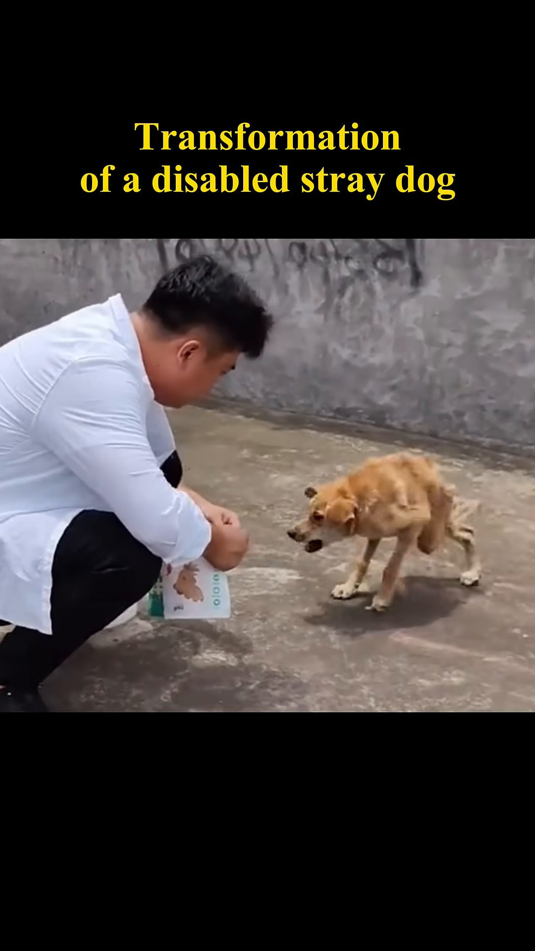 A person offers food to the hesitant stray dog.