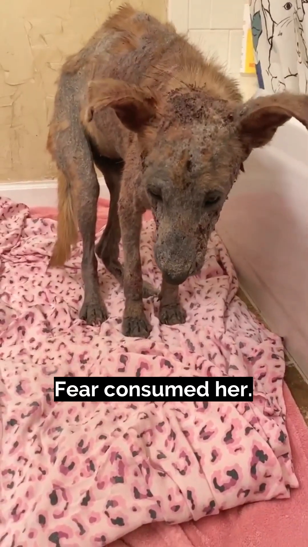 A hand gently petting Akia, who is lying on a pink blanket.