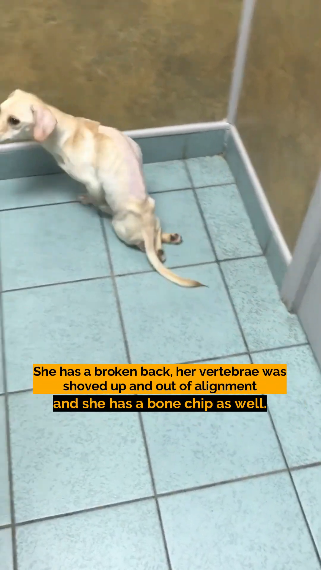 A veterinarian carefully examining the injured dog, possibly during or after surgery.