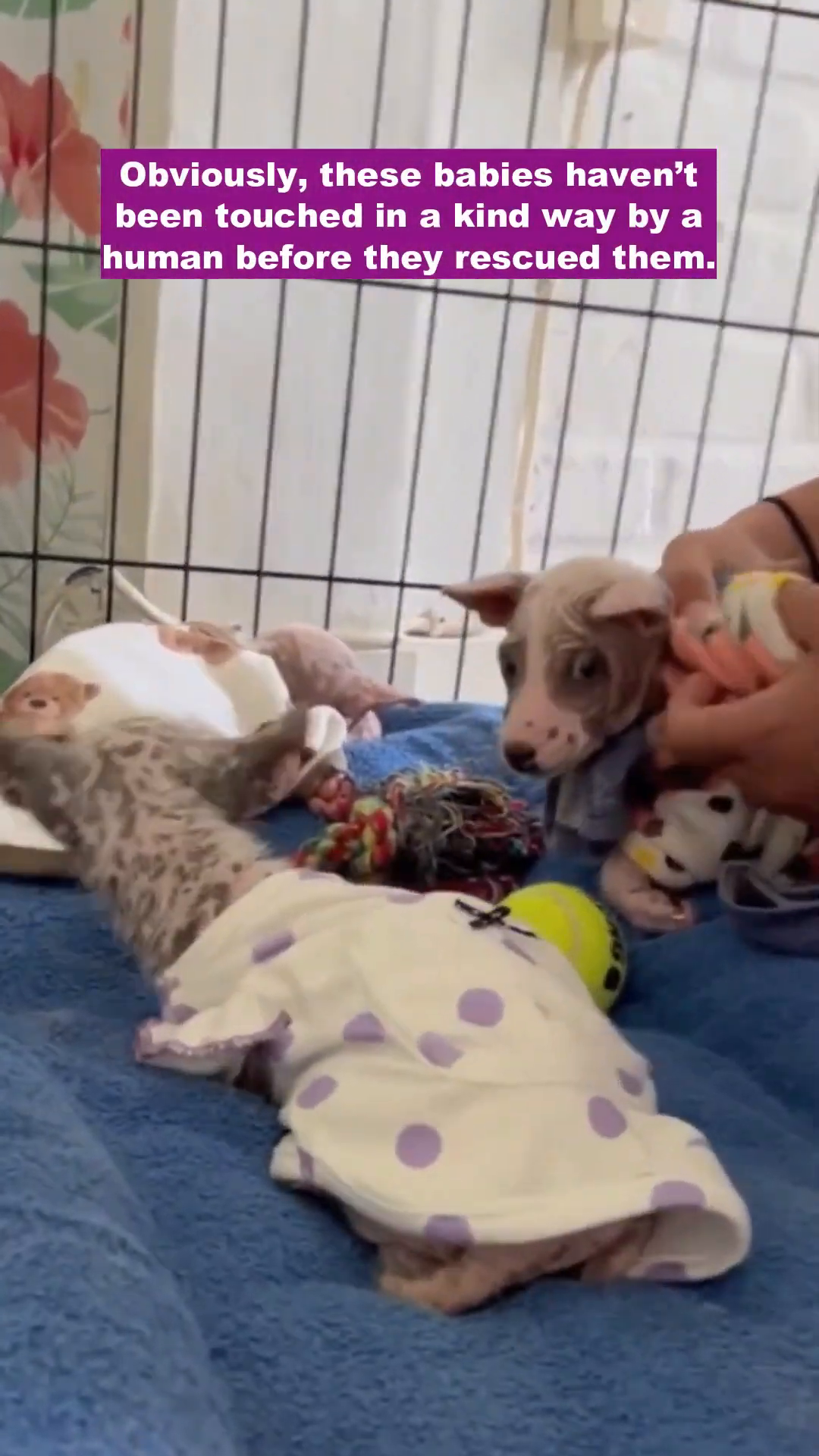 A puppy looks up with cautious eyes as a rescuer gently touches it.