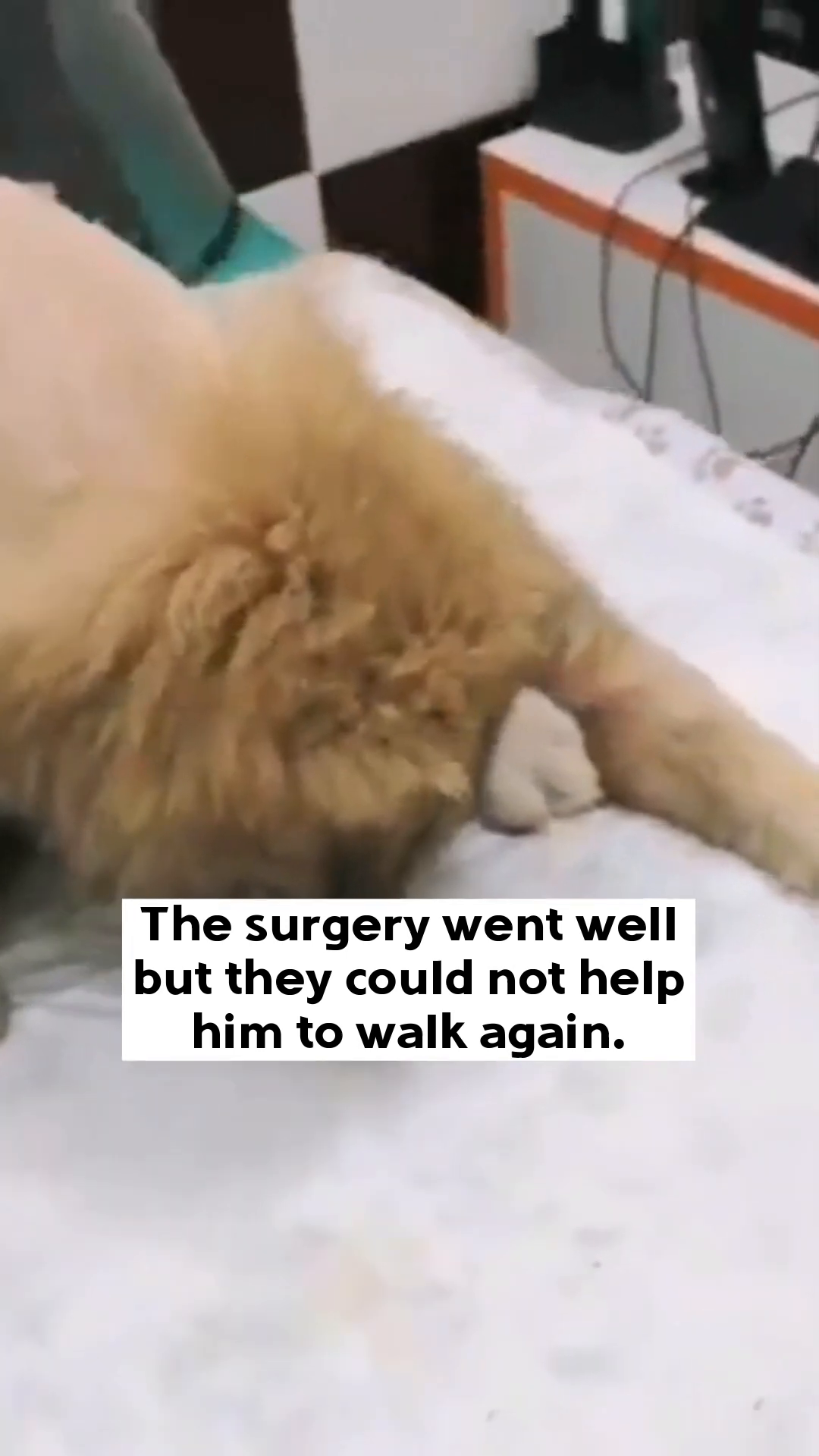 A puppy lying on a medical table, with a shaved patch on its back and a red bandage on its leg.
