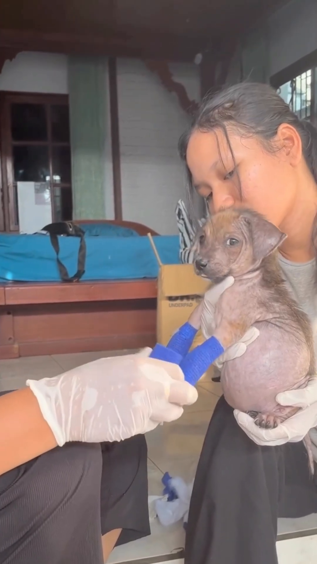 A person wearing gloves gently holds the puppy, tending to her bandaged legs.