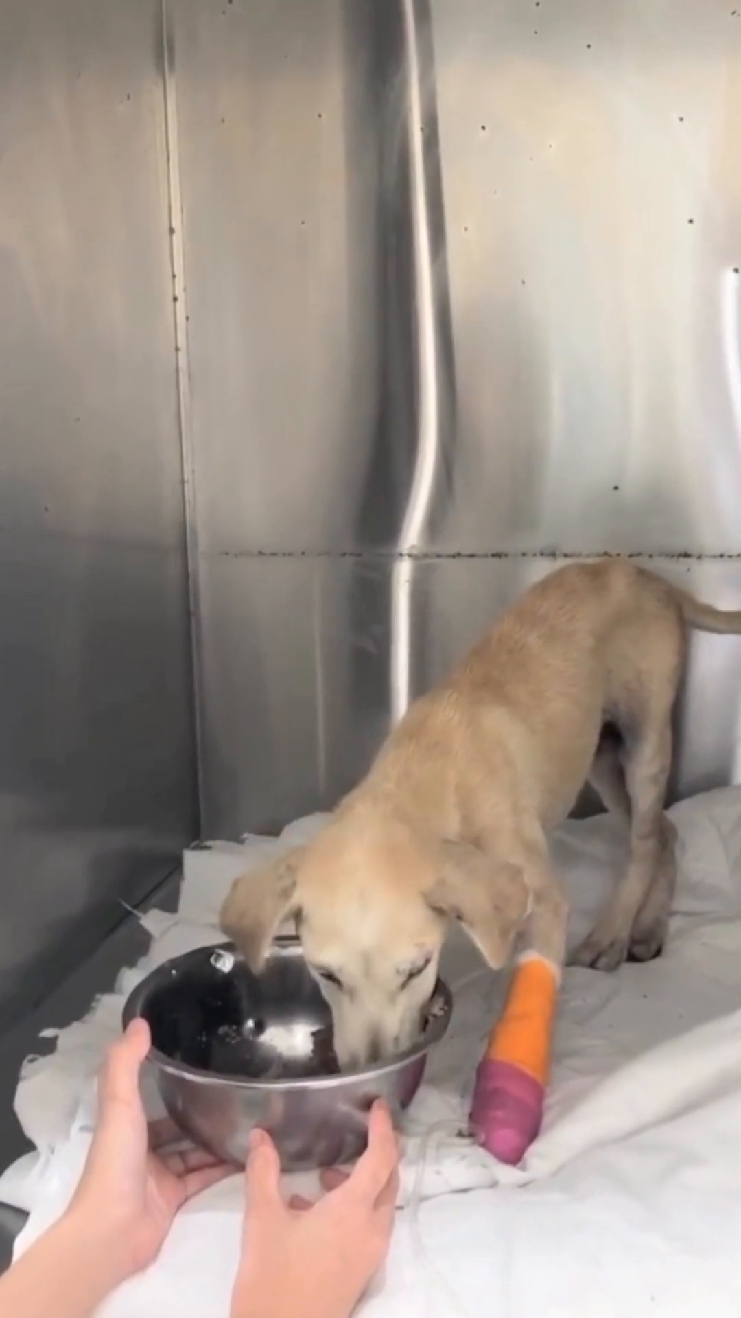 The puppy stands, albeit a bit wobbly, and eats from a metal bowl held by a person's hands.