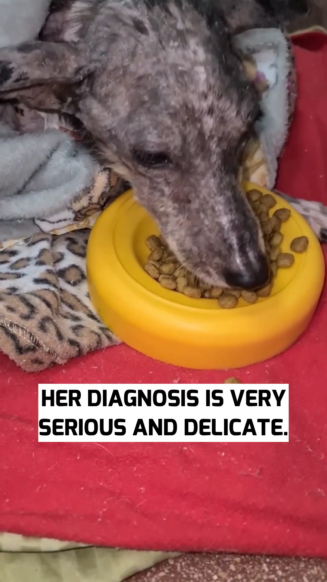 A veterinarian gently examines Angela, who appears weak and frail.