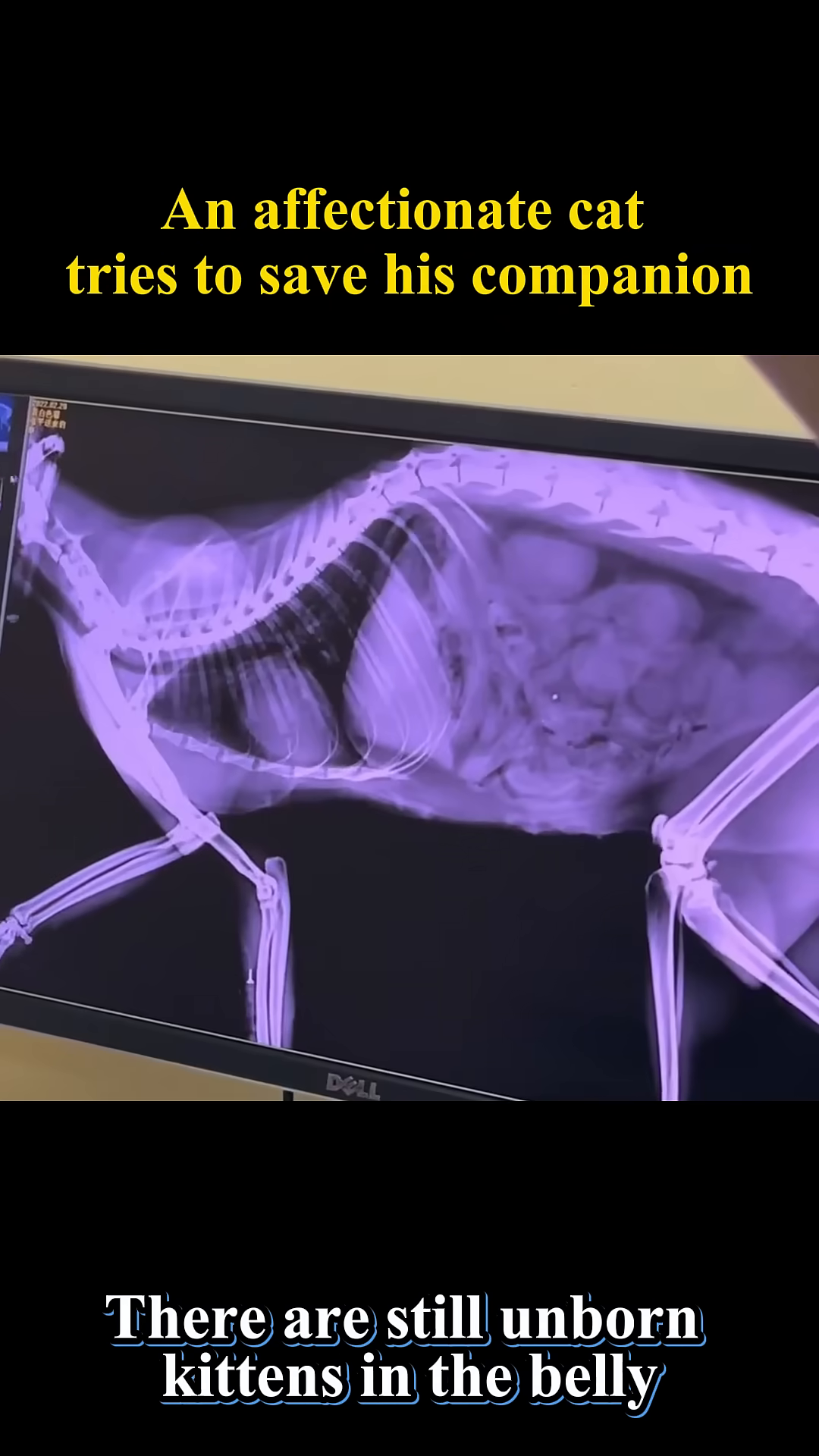 An X-ray of a pregnant cat showing unborn kittens in her belly.
