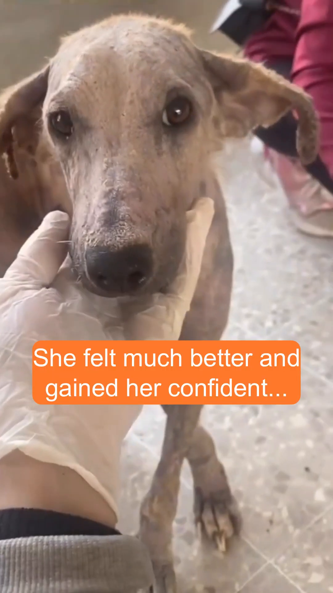 A dog with patchy fur looks directly at the camera with a more alert expression, being gently petted.
