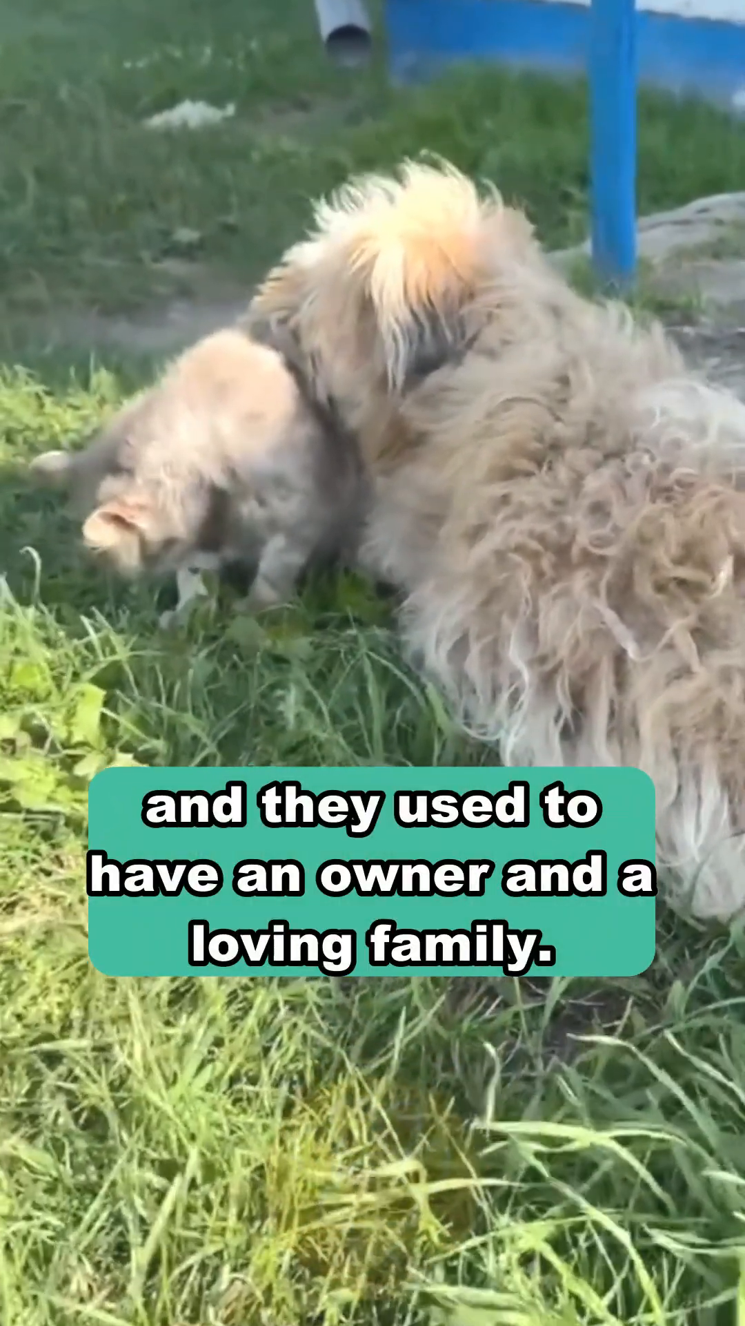 A close-up of the dog and cat huddled together, with a distressed expression on the cat's face.