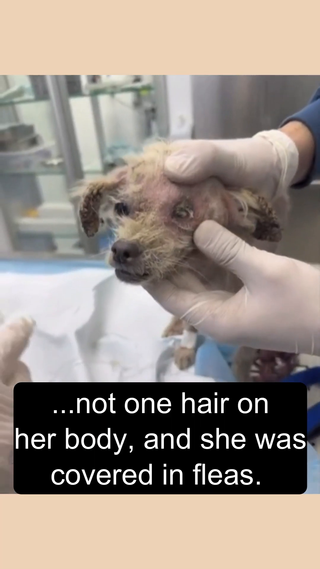 A veterinarian gently holding Tootie, revealing the extent of her medical issues, including the missing eye.