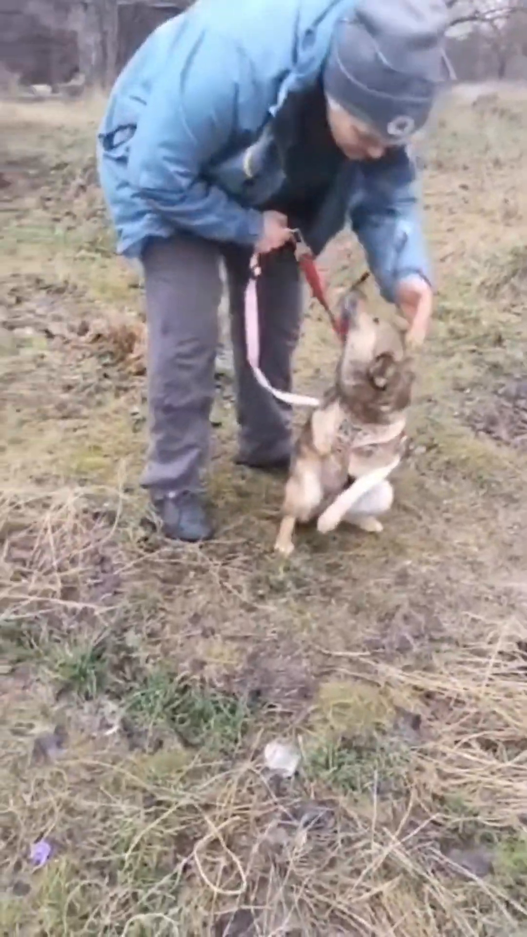 The dog, looking frail but hopeful, is being cared for by rescuers.