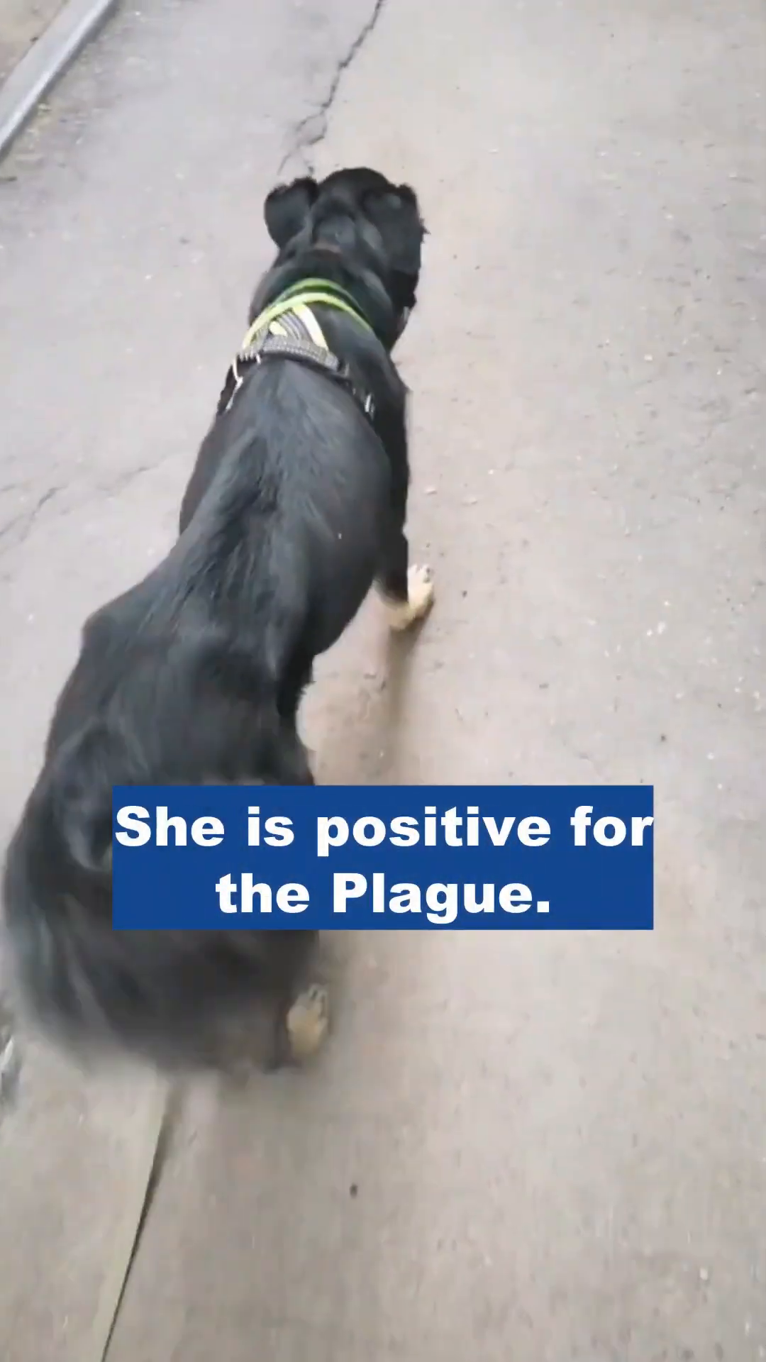 A dog, Bacha, is shown walking, with text overlay 'She is positive for the Plague.'