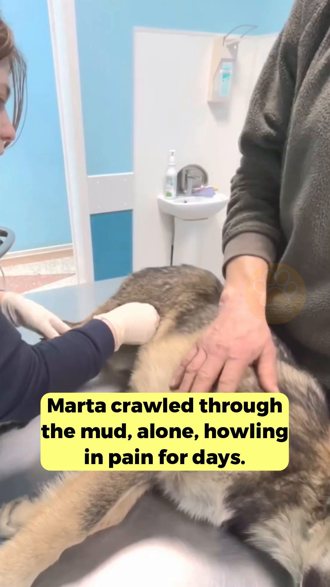 Marta is being examined by veterinarians in a clinic.