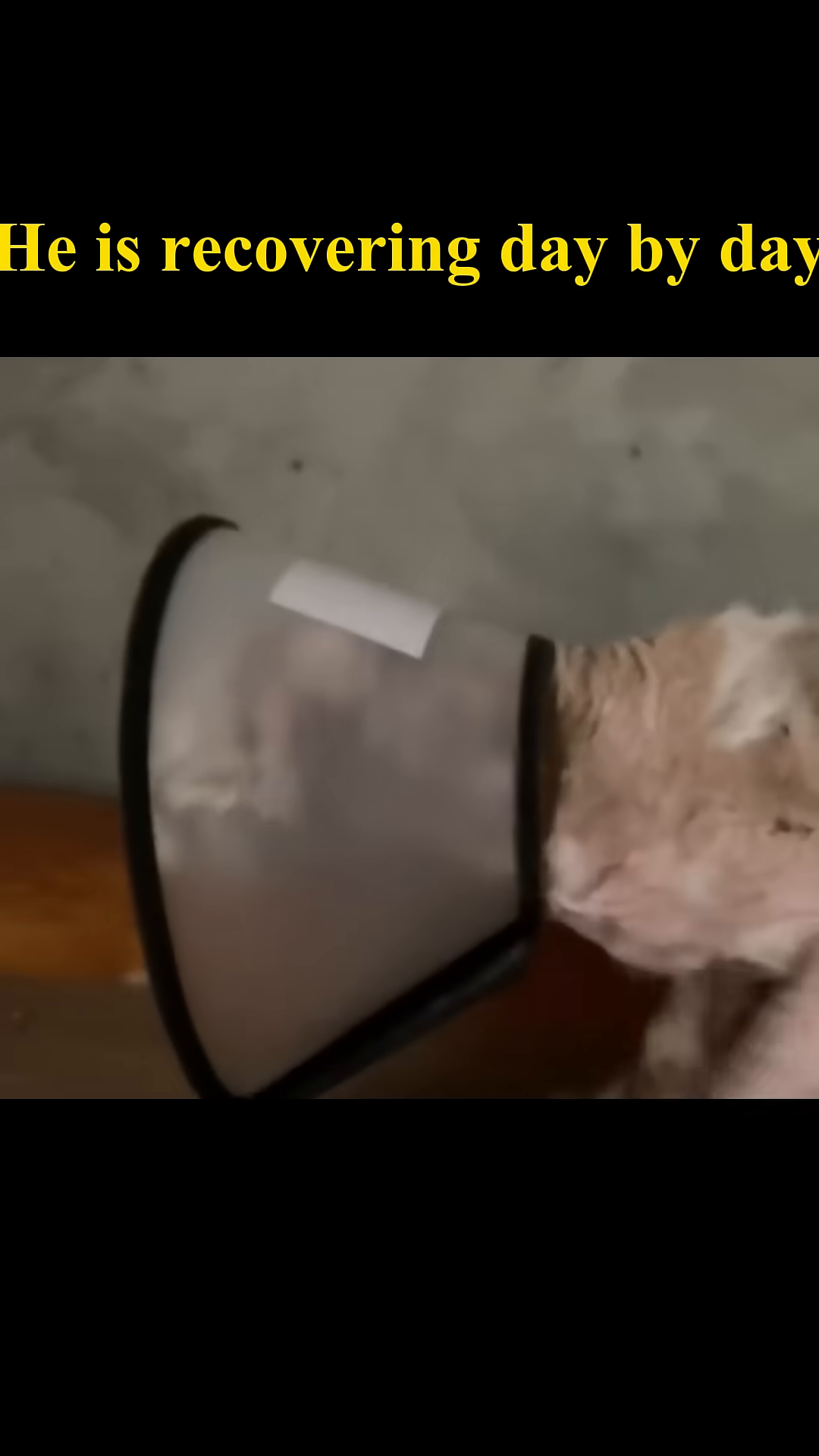 The dog, wearing a cone, is inside a cage and being fed from a bowl.