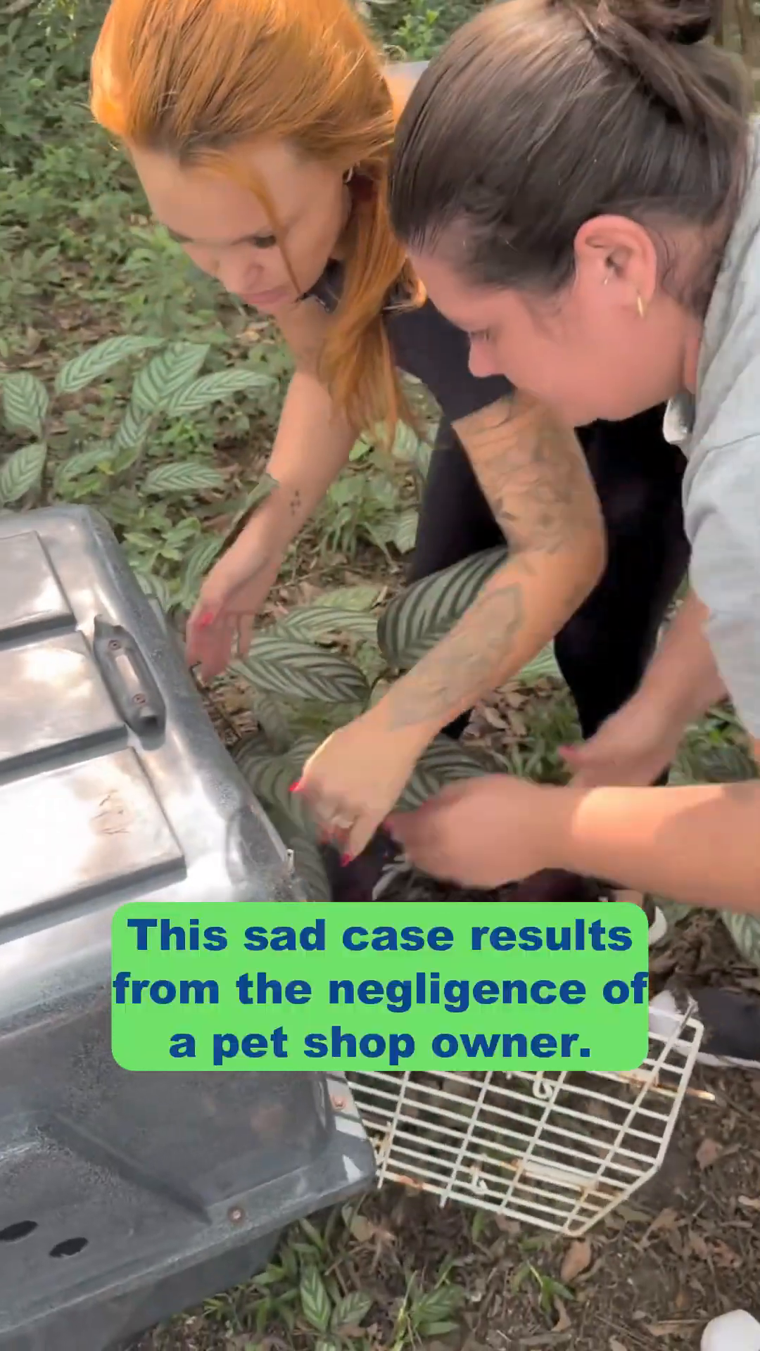 Rescuers carefully carry a dog in a carrier through a grassy area.
