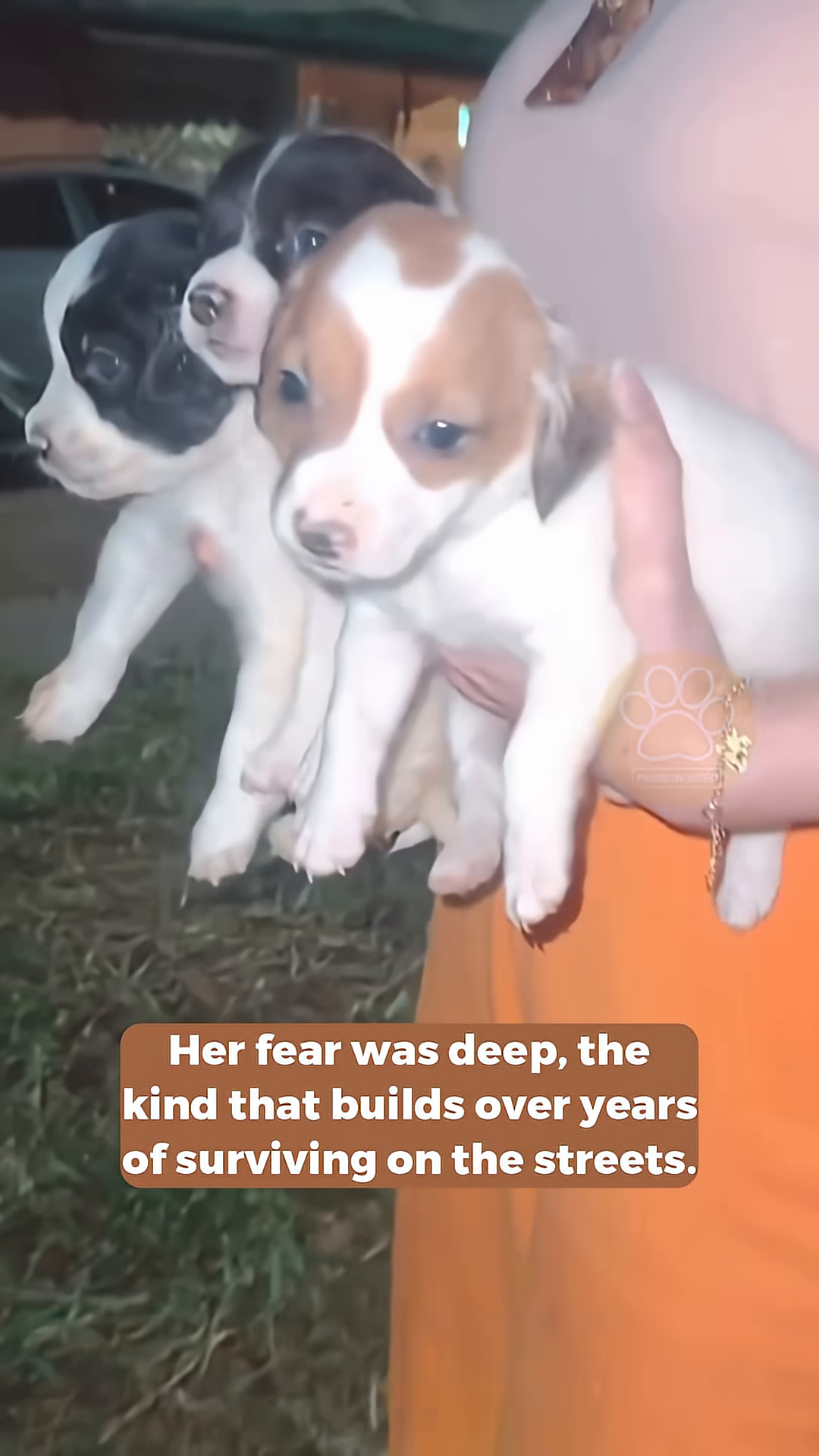 A woman gently tries to reach out to a mother dog and her puppies.