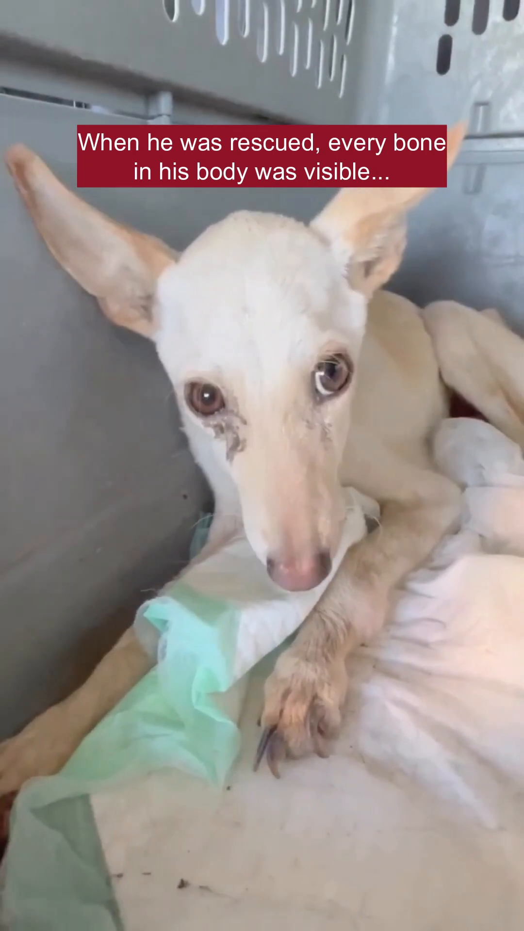 A close-up shot of Louie's face, showing his eyes and the condition of his fur and skin.