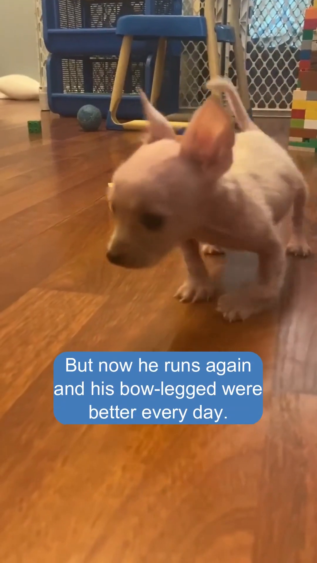 A small, pinkish puppy is walking on a wooden floor, its legs appearing straighter than before.