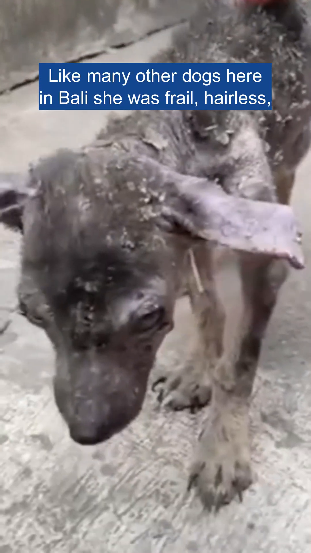 Close-up of a very sick, hairless dog with severe skin lesions and crusty fur.
