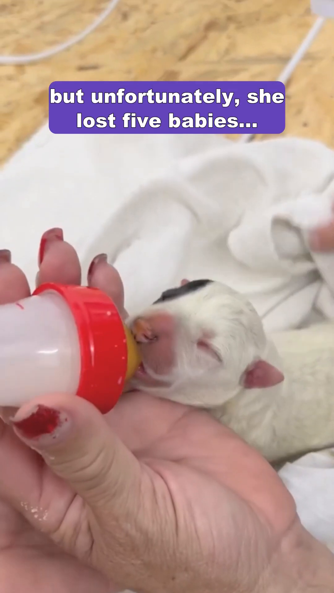 A close-up of a tiny, pale puppy with its eyes closed, being bottle-fed.