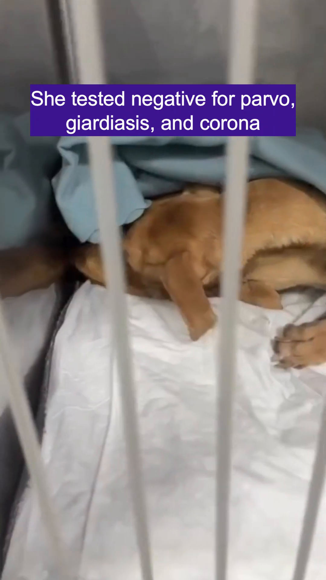 A thin brown dog lies on a blanket in a cage, looking weak and unwell.