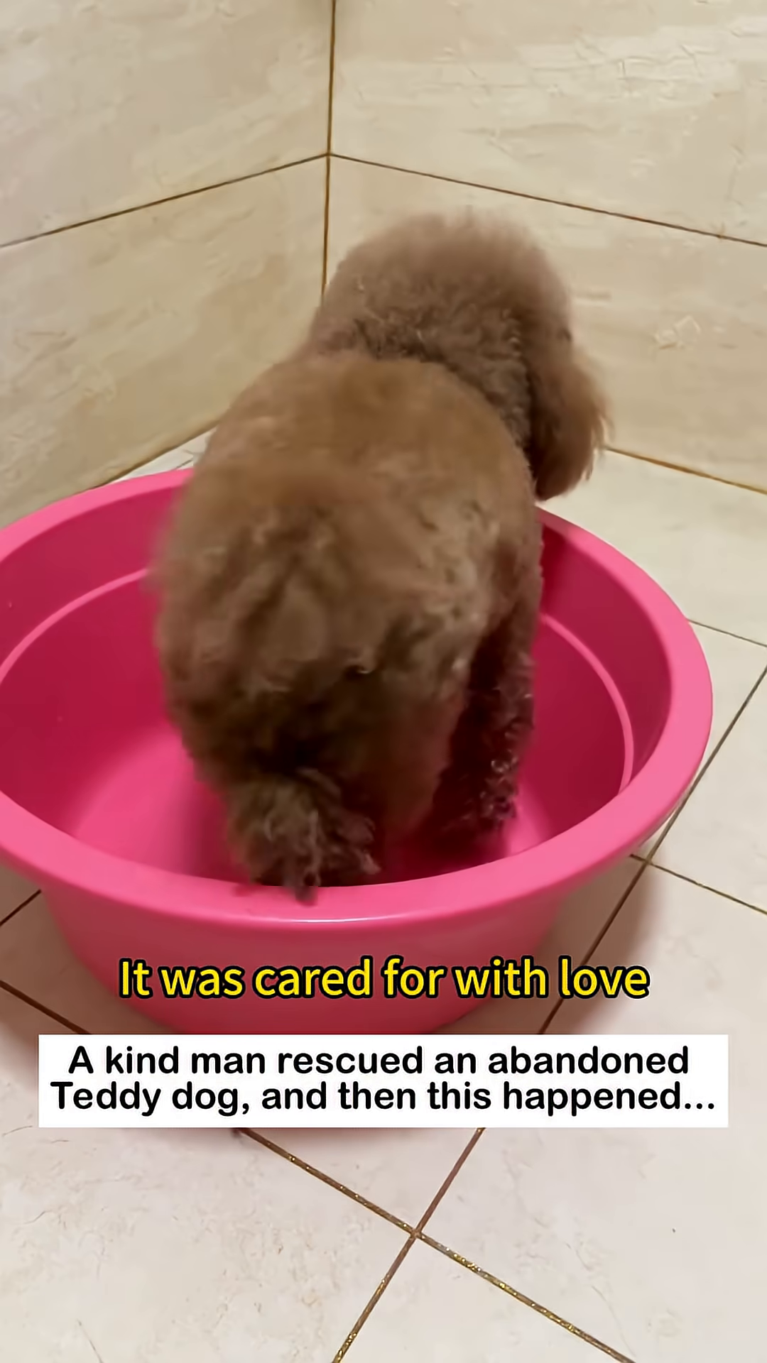 A teddy dog is being bathed in a pink basin, looking a bit apprehensive.
