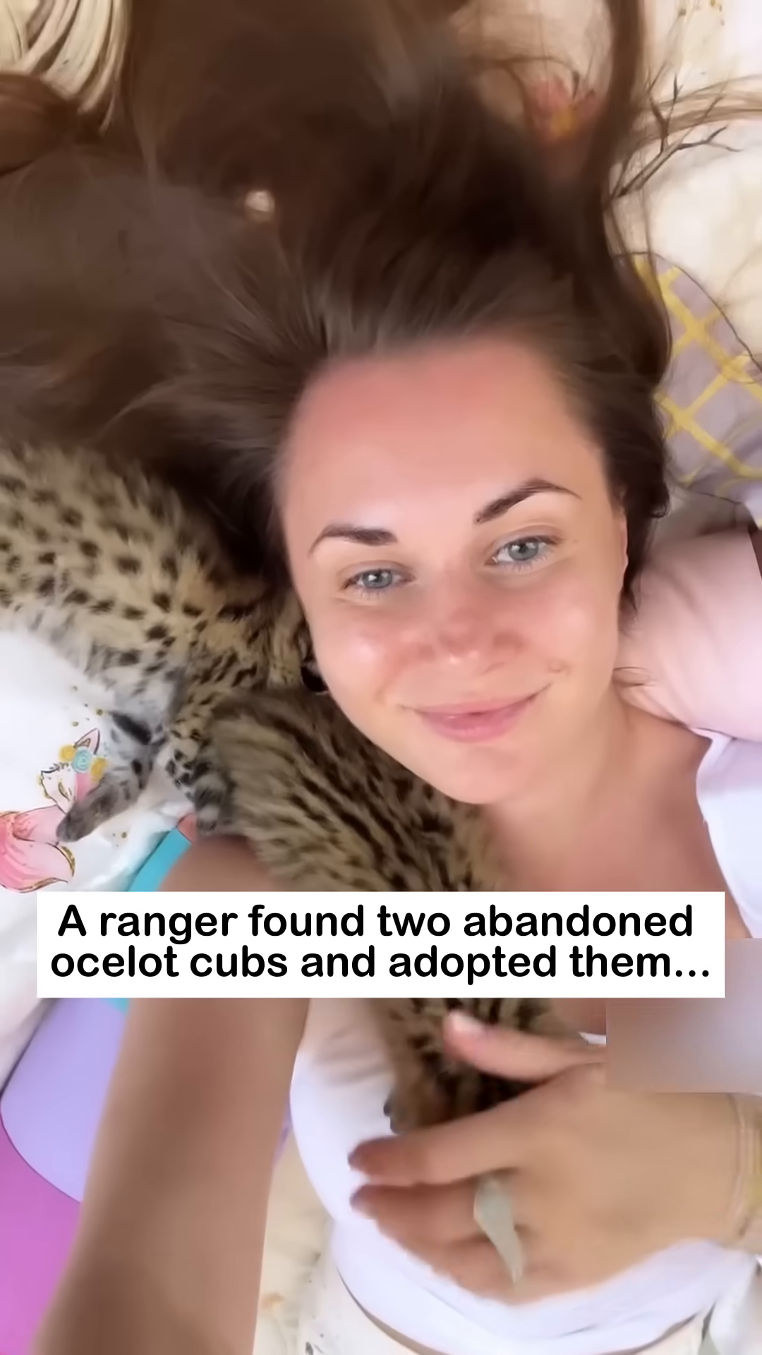 The ocelot cubs are nestled in a soft blanket, one being bottle-fed.