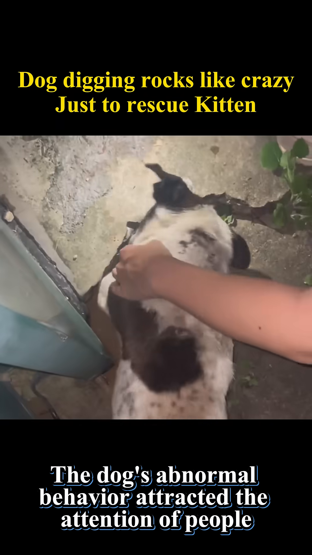 People observing the dog as it digs.