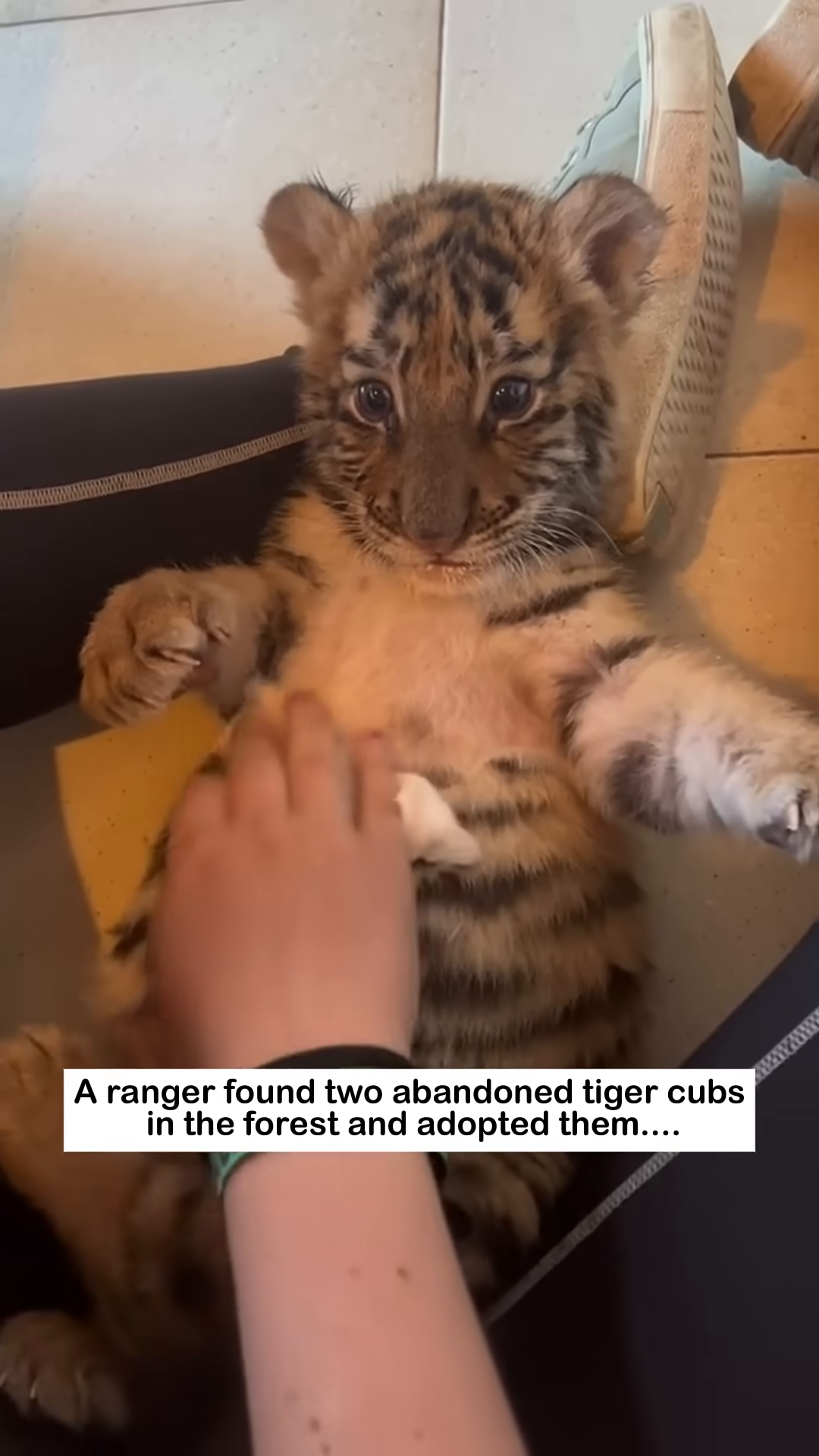 A close-up of a tiger cub drinking milk from a bottle.