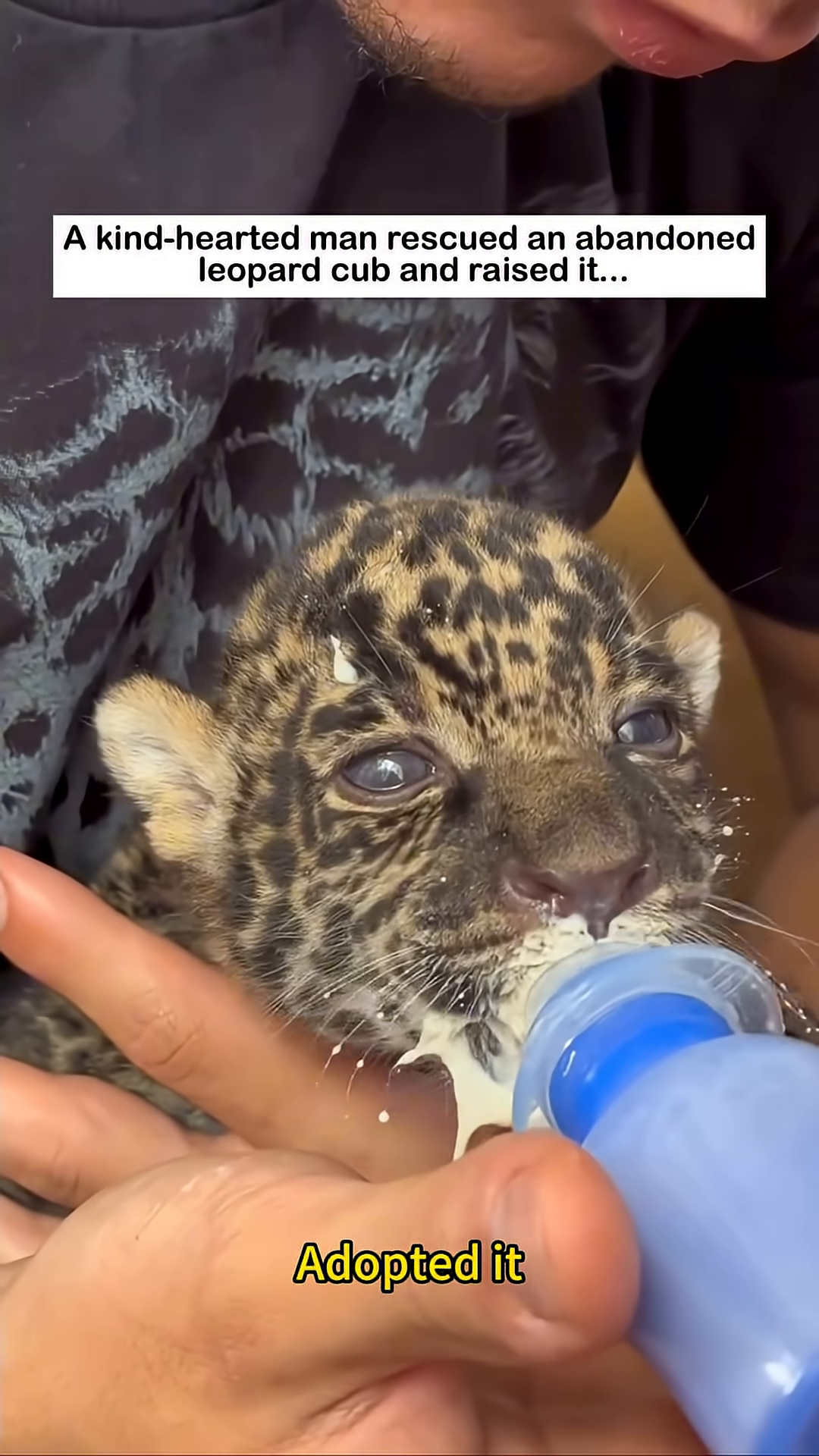 The man lovingly bottle-feeds the young leopard cub, providing essential nourishment.