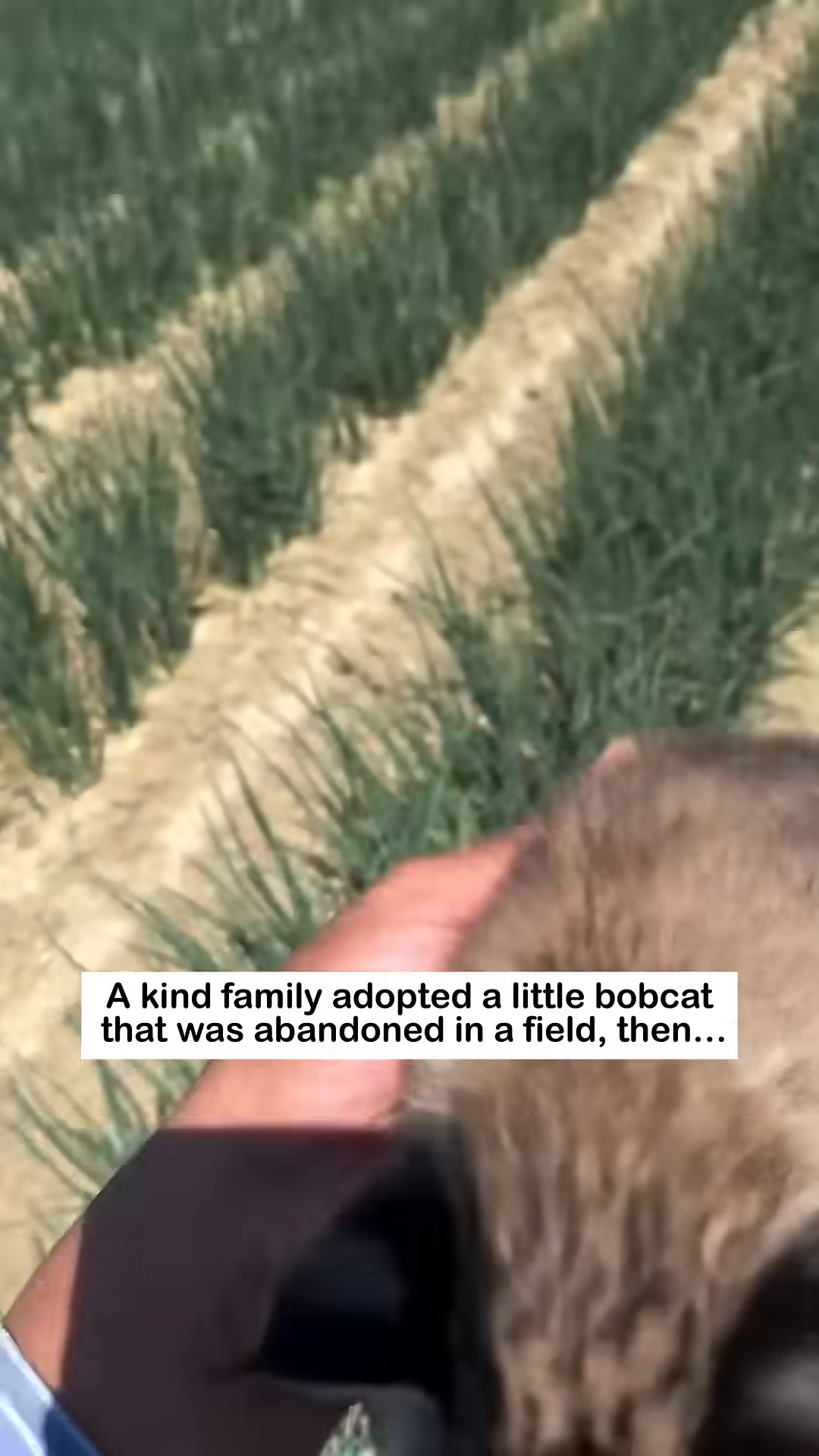A person is holding a tiny bobcat kitten close, cradling it in their arms.