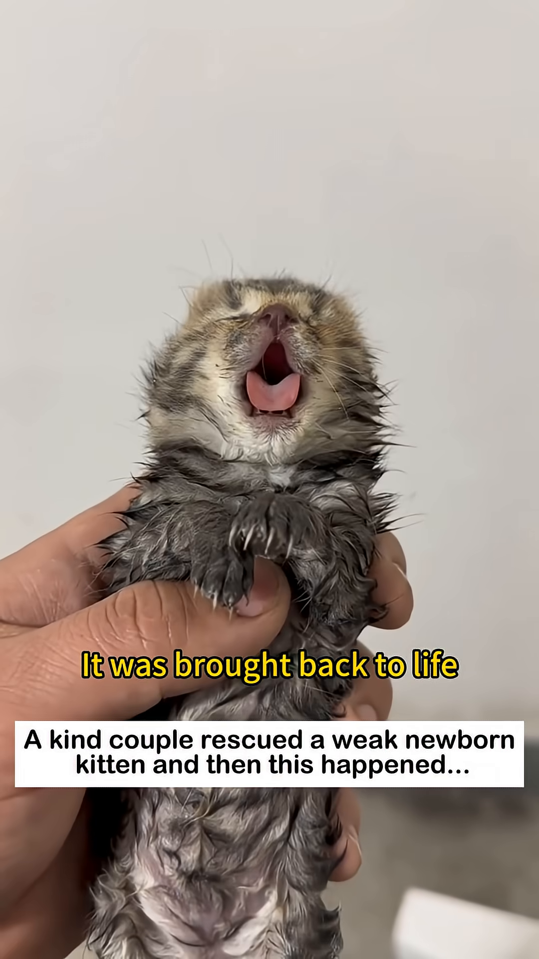 A tiny kitten with its tongue sticking out, looking weak but alive.