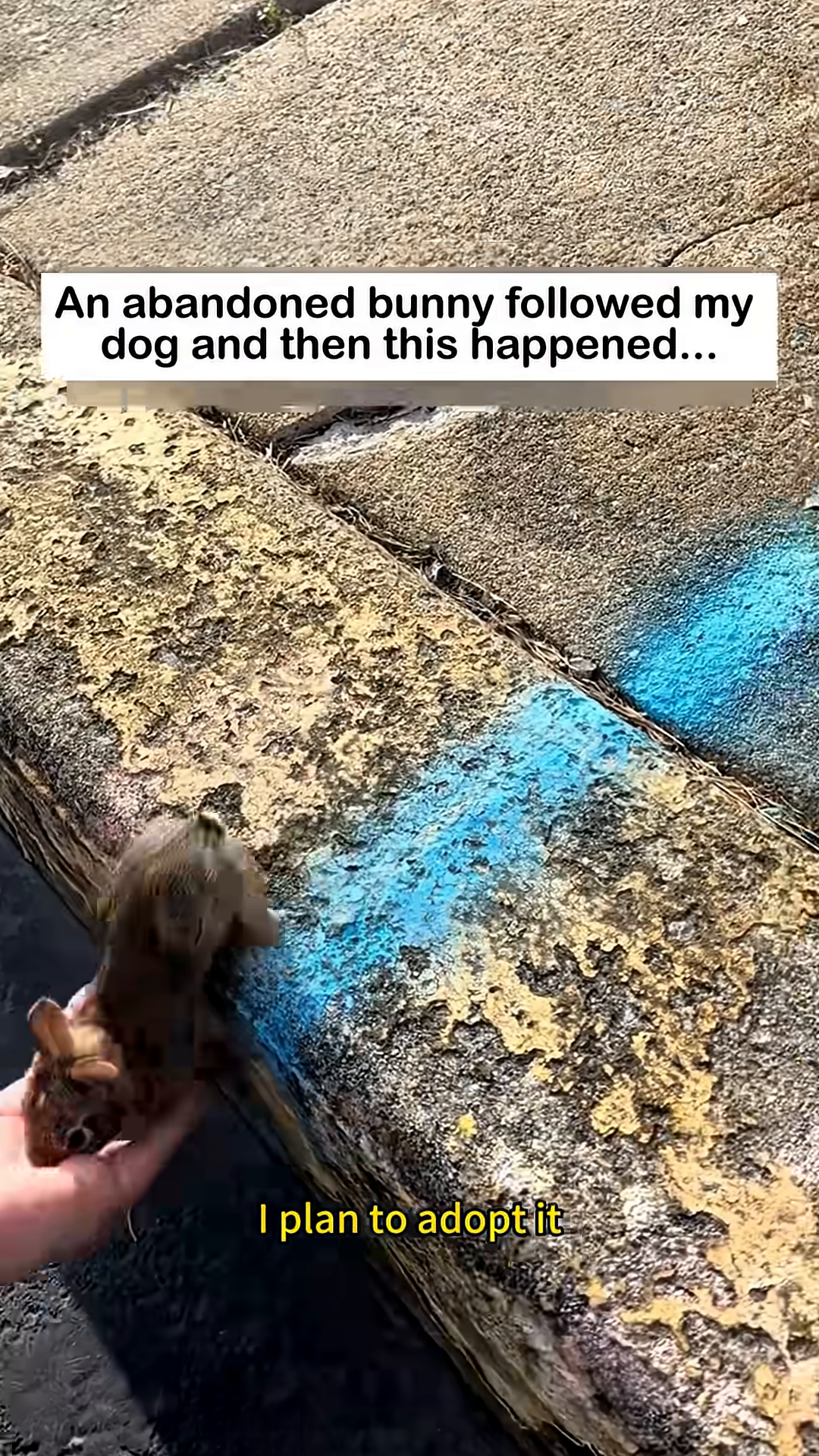 A hand gently reaches out to the bunny, which is sitting on a concrete ledge.
