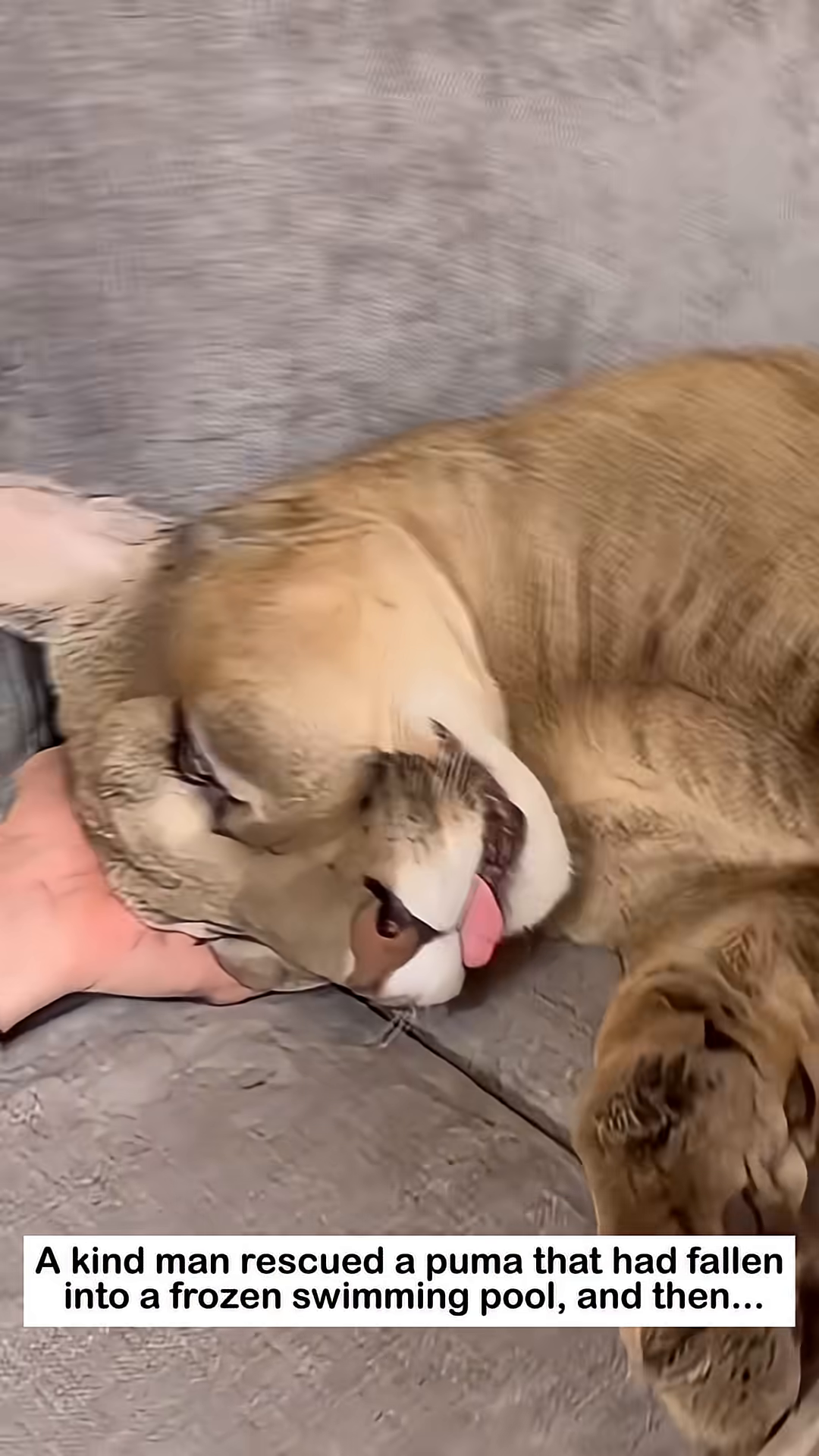 The rescued puma lying down, appearing weak but safe.