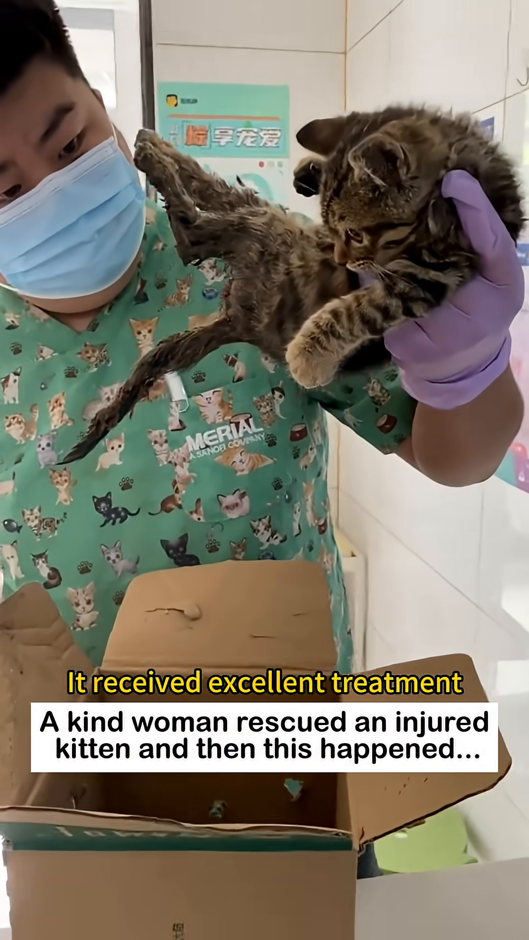 A veterinarian in gloves holds the kitten, examining its legs.
