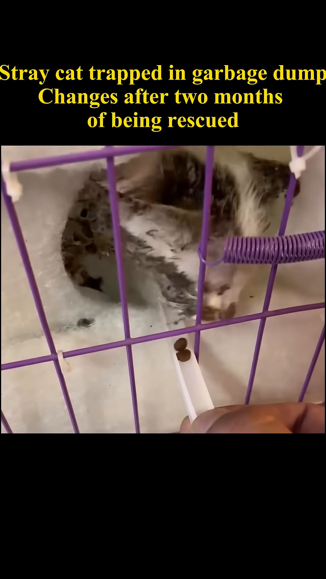 The kitten cautiously eats food from a small dish inside a cage.