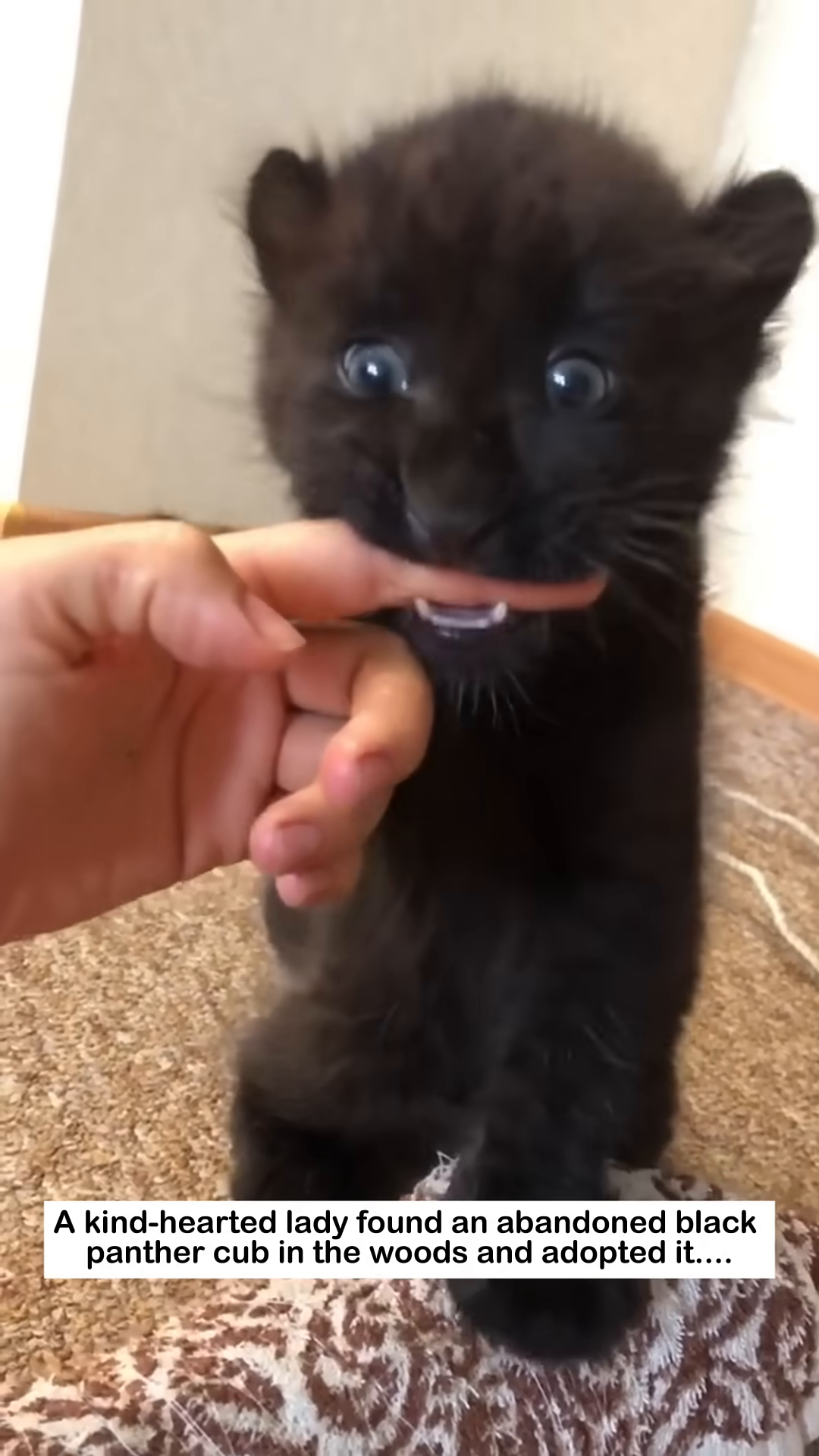 A woman lovingly holds a black panther cub, its eyes looking up at her.