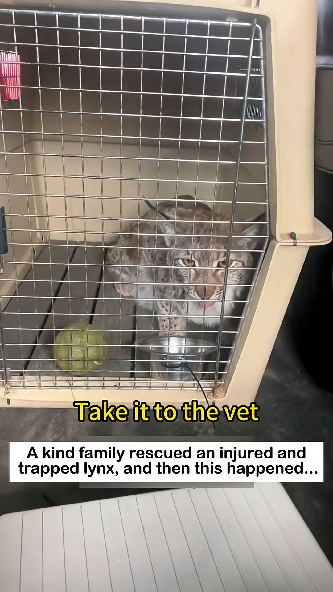 Two people are carrying a carrier with the lynx inside towards a van.