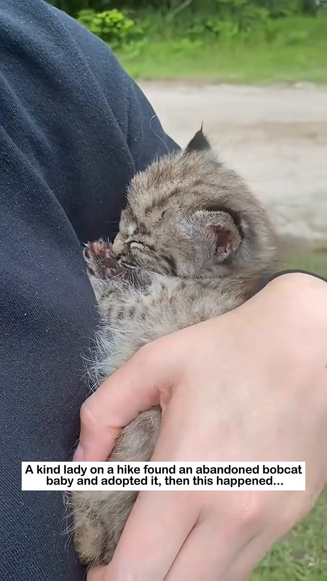 A person gently holds the bobcat kitten.