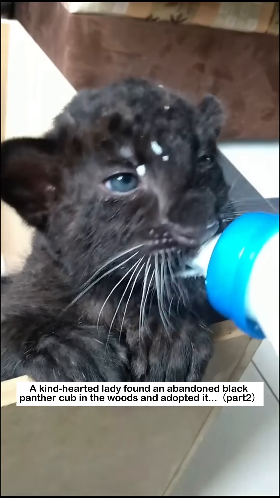 A black panther cub drinks milk from a bottle, its eyes bright.