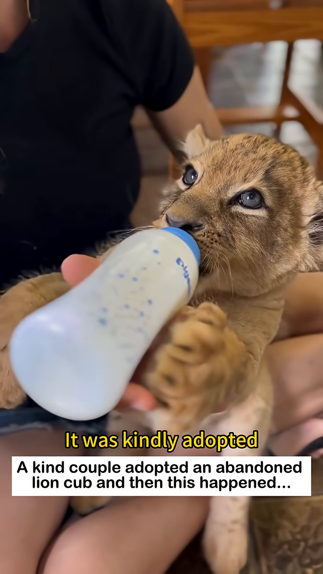 The lion cub being fed from a bottle, looking content.