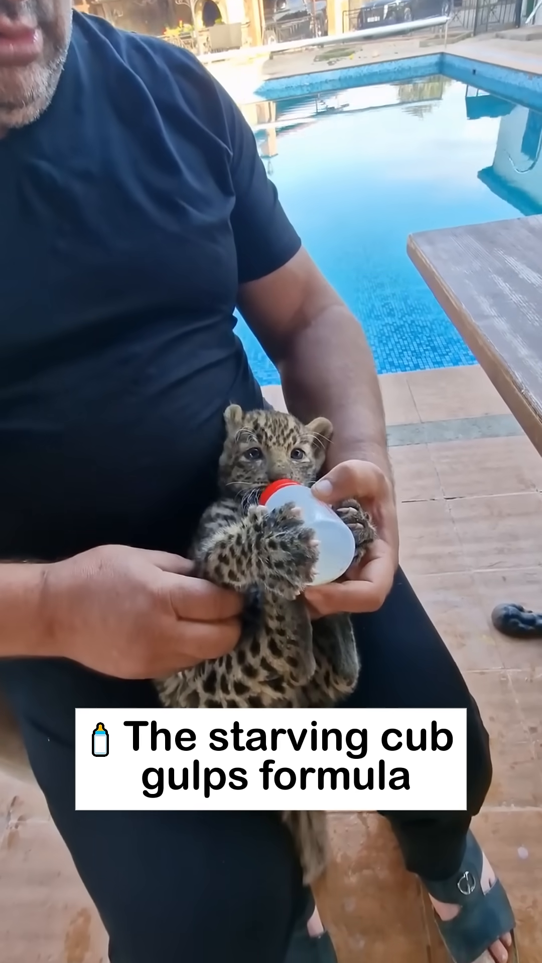 A jaguar cub drinks milk from a bottle, held by a person.