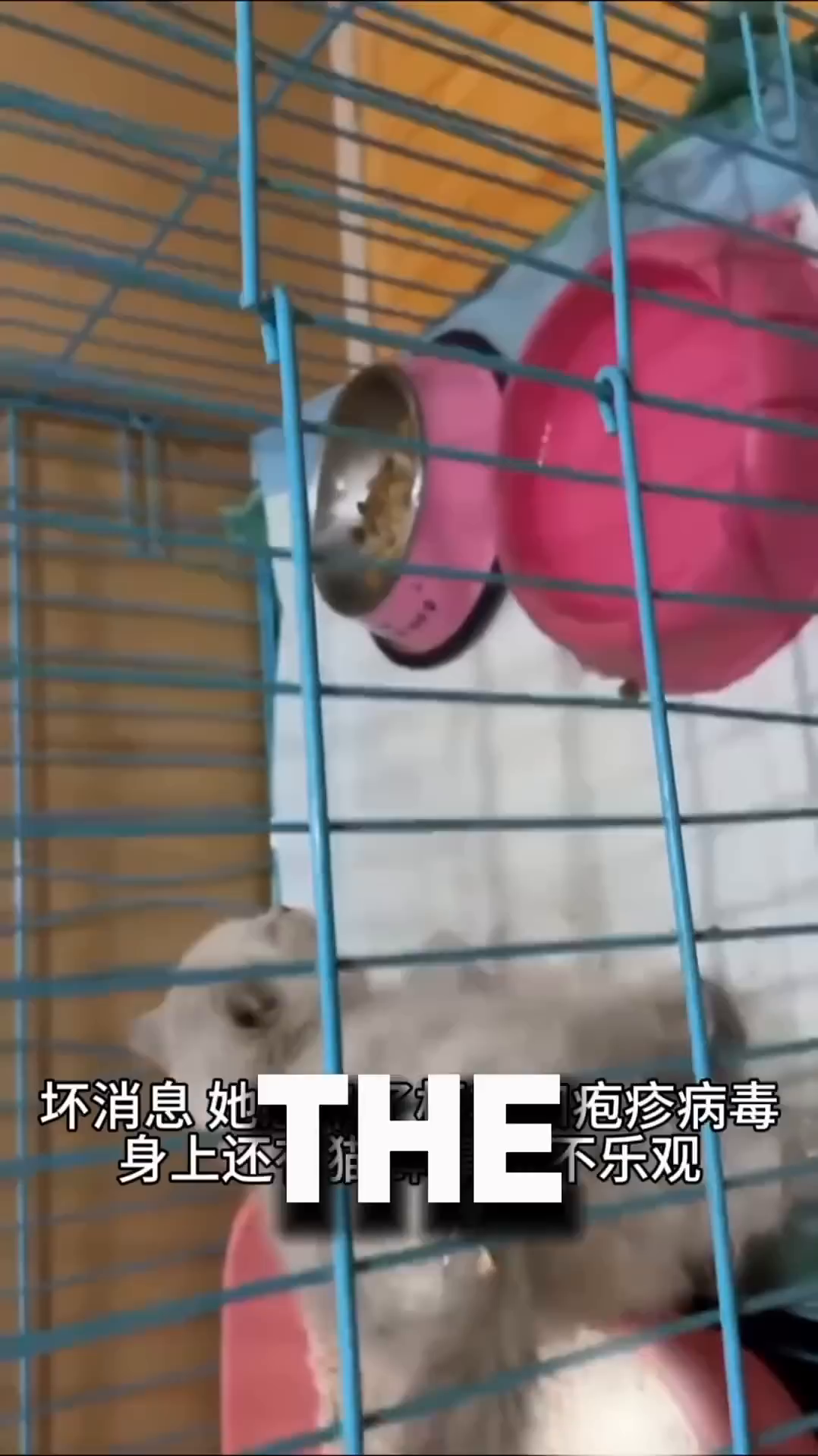 A small kitten with a cone collar is in a cage at an animal hospital, looking weak.