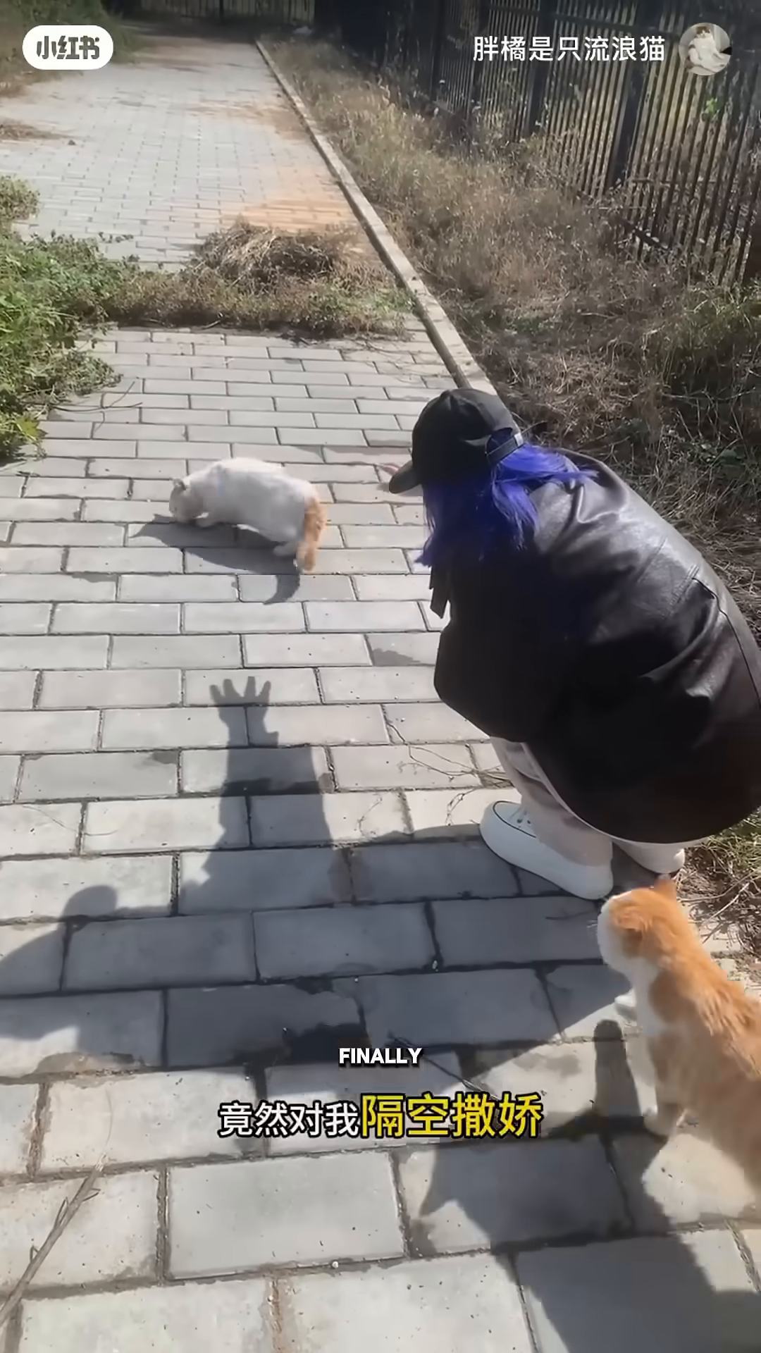A white cat rolls onto its back on a paved path, allowing a person to pet its belly.