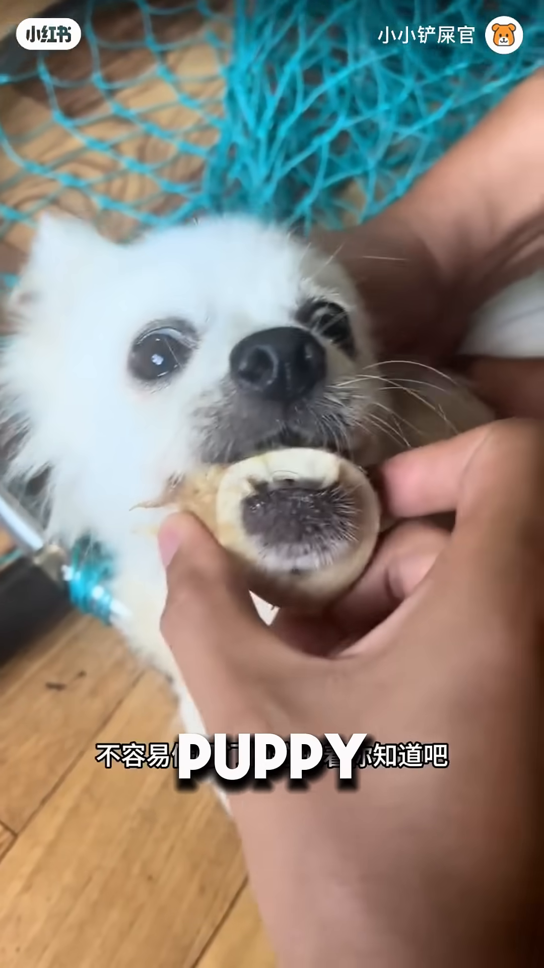 Hands are carefully using a tool to remove a bone from a dog's mouth.