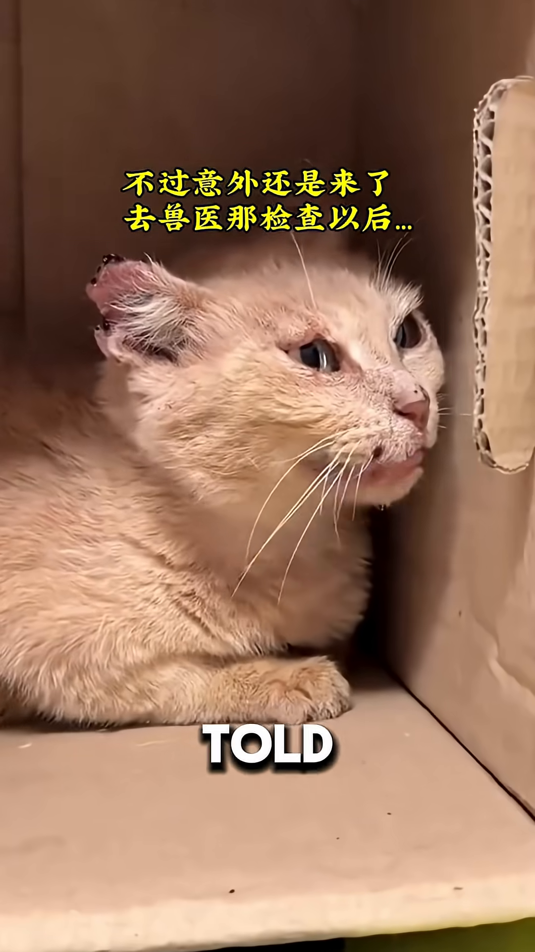 A close-up of the cat's face, showing signs of illness and distress.