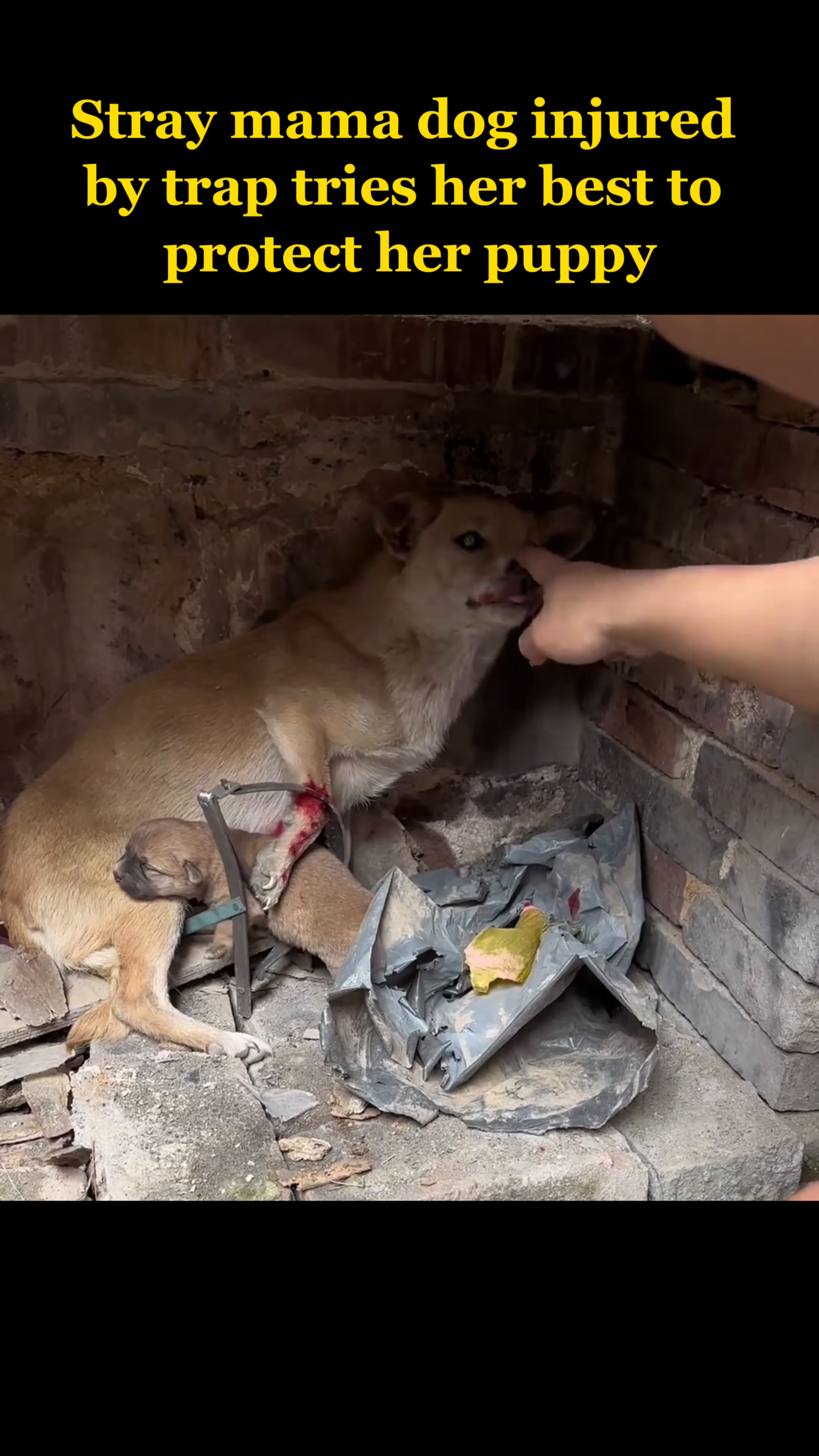 Rescuers are carefully working to release the mama dog's leg from the trap.