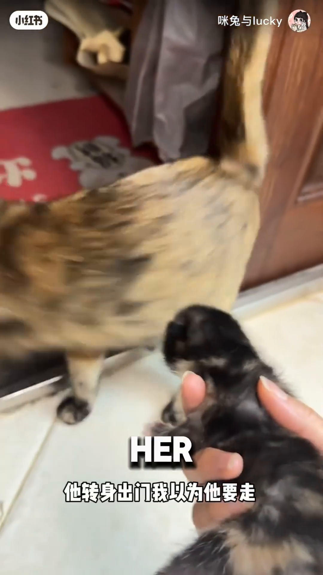 A mother cat with two tiny kittens, one black and one orange.