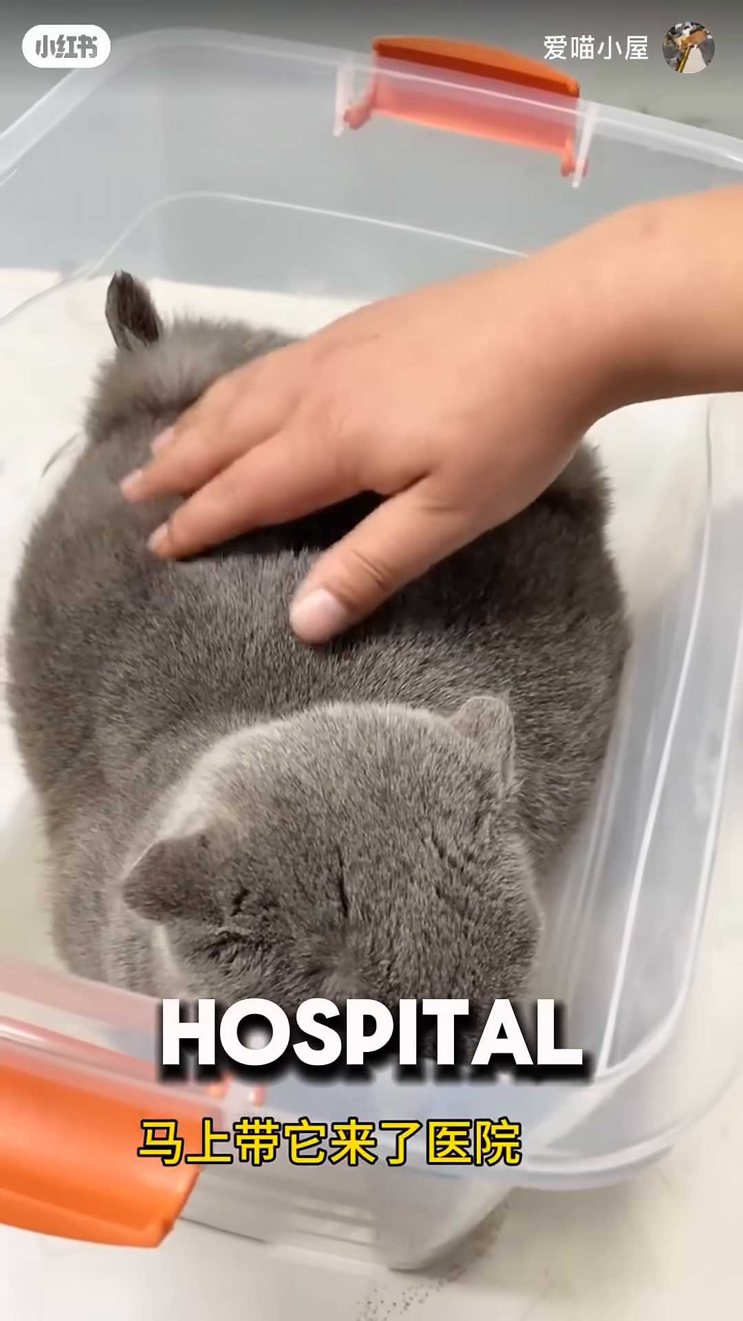 A person gently places the cat into a clear plastic container.