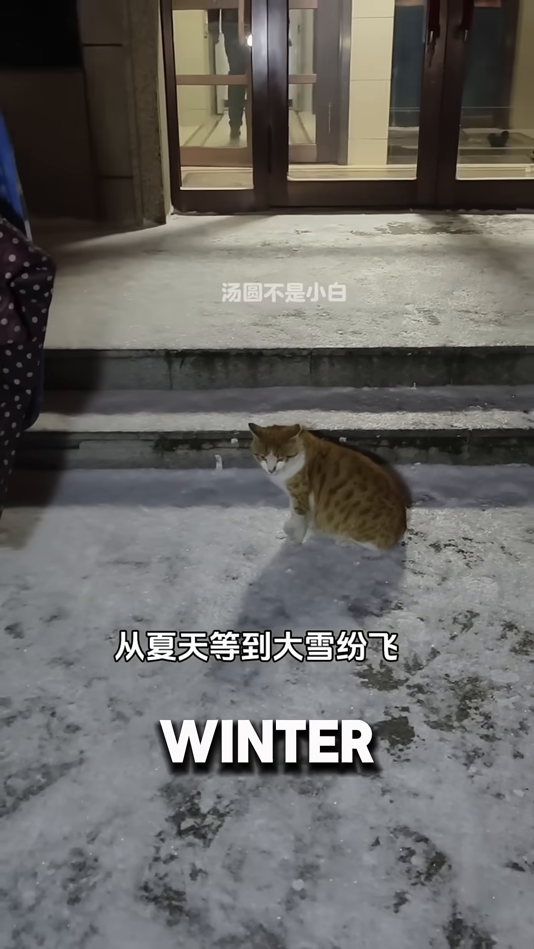 A close-up of the cat's face, looking tired and sad in the snow.