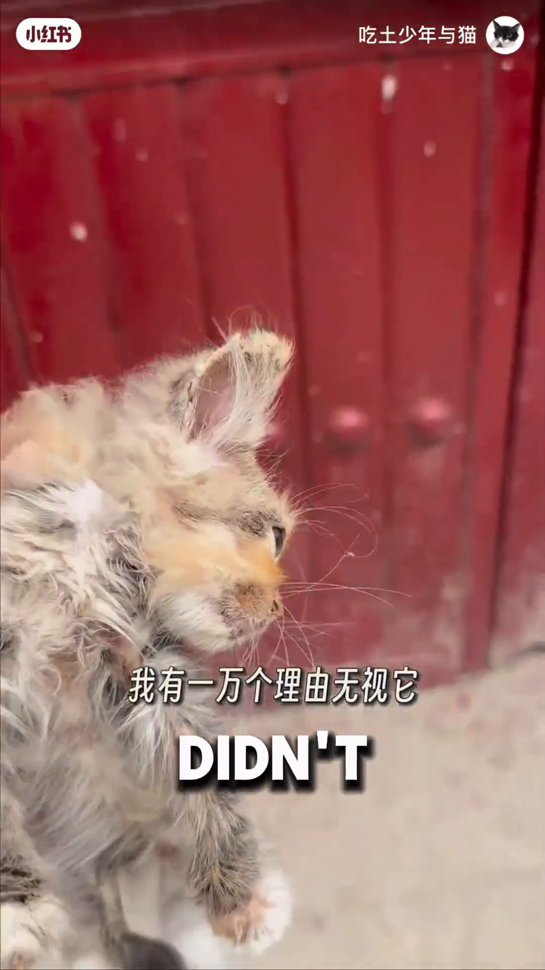 The man gently holds the tiny kitten, preparing to place her in a carrier.