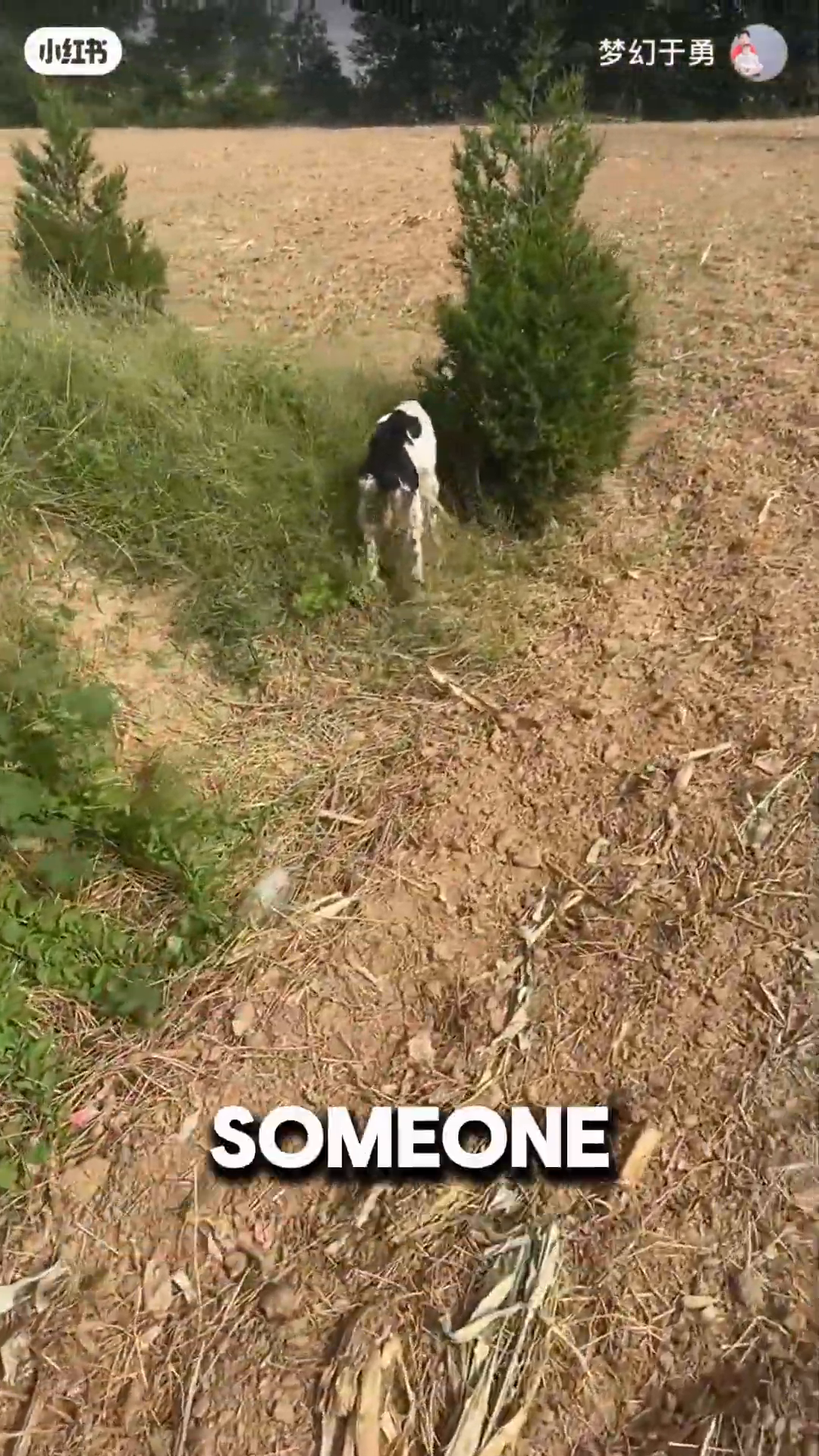 A dog is seen lying down in a field, looking alert.